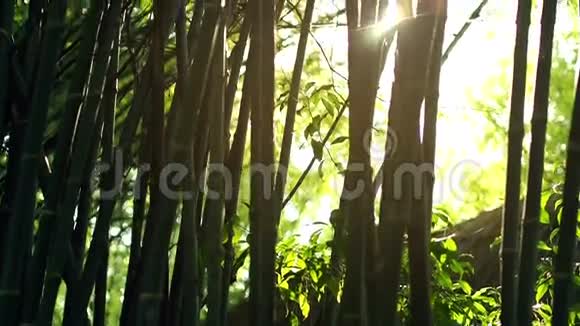 太阳光线透过竹树照射视频的预览图