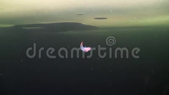 独特的海魔在白海的冰下游视频的预览图