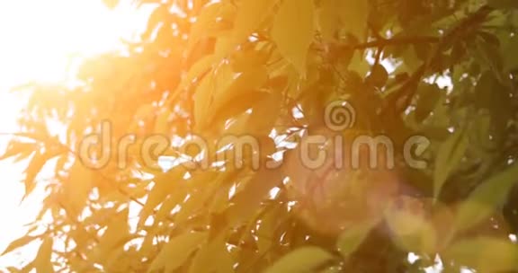 树叶和夕阳的暖色自然景象视频的预览图