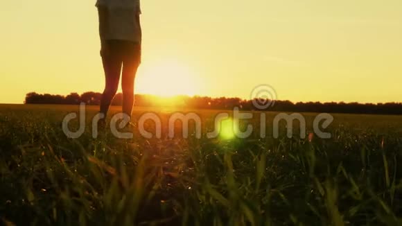 穿牛仔裤的女性腿在夕阳背景下的绿色草坪上行走一个女孩正走在草坪上视频的预览图