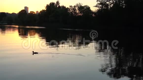 日落时美丽的河上的鸭子视频的预览图