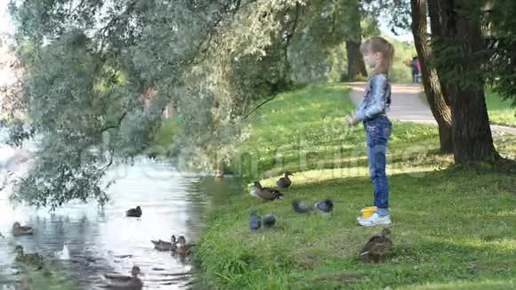 那个女孩在公园的湖岸喂鸟视频的预览图