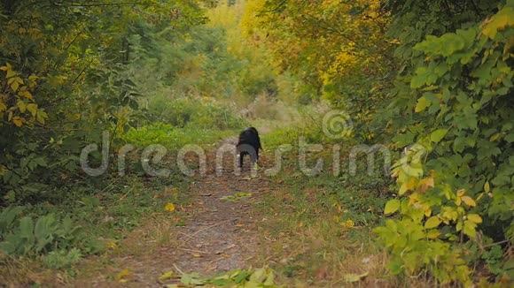 秋天公园里的黑狗在黄叶上说话慢动作视频的预览图