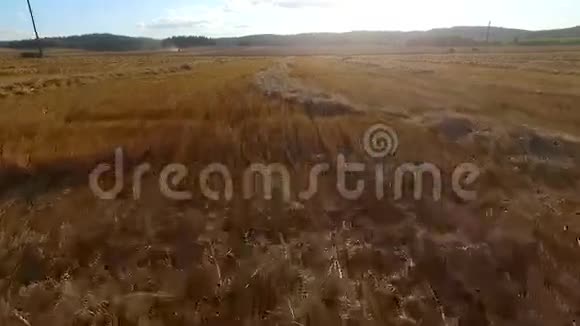小麦收获田的鸟瞰图视频的预览图