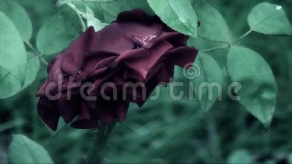 梦幻童话玫瑰视频的预览图
