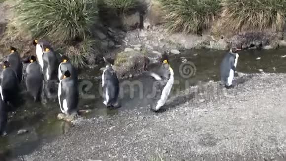 福克兰群岛青山背景下小溪里的帝王企鹅视频的预览图