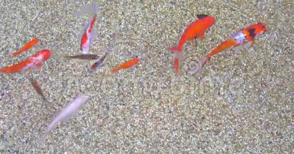 金鱼用沙子在池塘里游泳视频的预览图