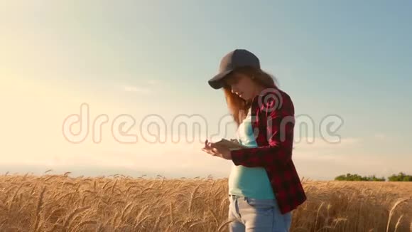 妇女农艺师带着一块药片研究田间的小麦作物企业家在规划他的收入领域农民视频的预览图