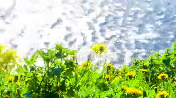 湖岸的花视频的预览图