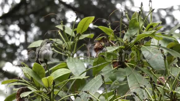 寒冷的绿色小蜂鸟坐在杜鹃丛中视频的预览图