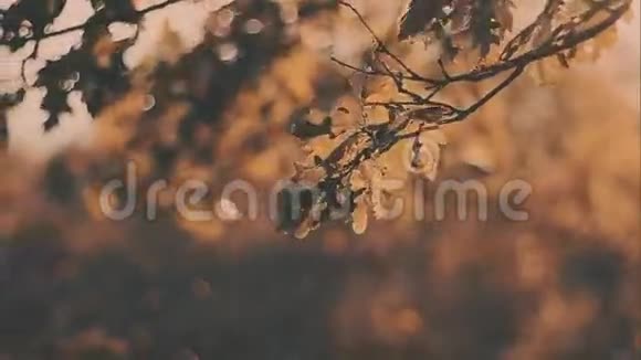 黄橡树留下夕阳秋天的风景阳光明媚公园里的树视频的预览图