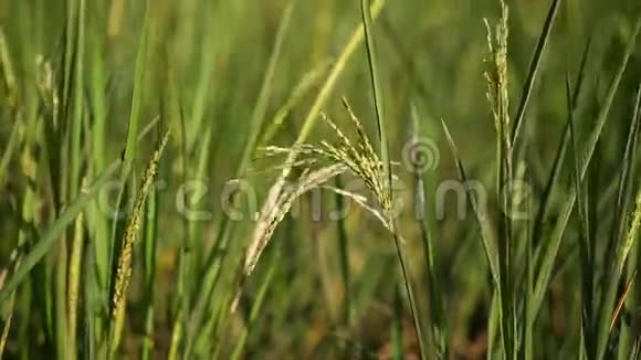 稻穗在稻田中随风飘动视频的预览图