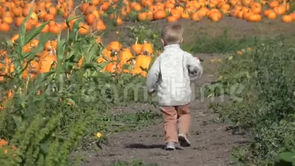 快乐男孩在农场里跑着选择南瓜视频的预览图