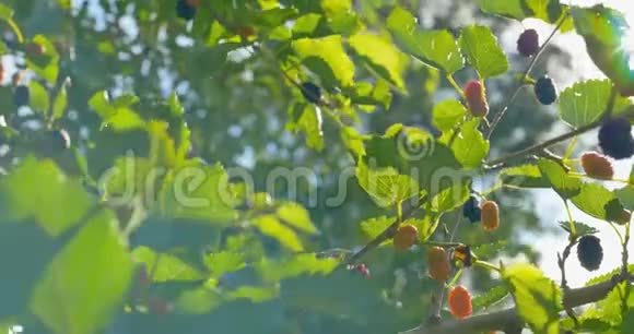 红桑树枝上的鲜桑果实视频的预览图