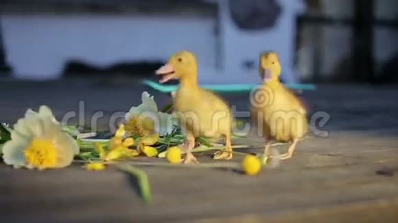 两只小黄鸭在花丛中行走视频的预览图
