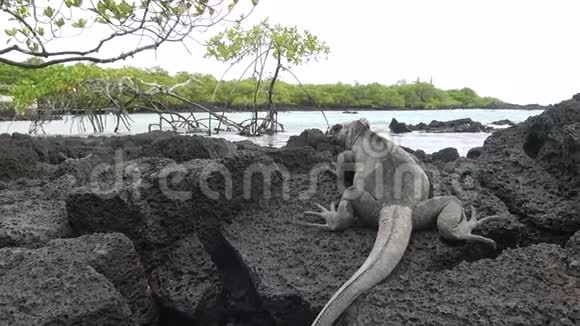 加拉帕戈斯鬣蜥在圣克鲁斯岛海岸的岩石和悬崖上视频的预览图