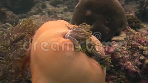 马尔代夫野生动物海底封闭海葵和小丑鱼视频的预览图