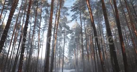 冬季多雪针叶林潘全景视频的预览图