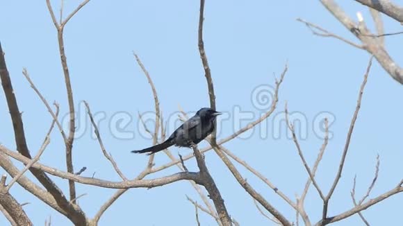 在热带雨林的枝上有黑色的德隆戈鸟视频的预览图