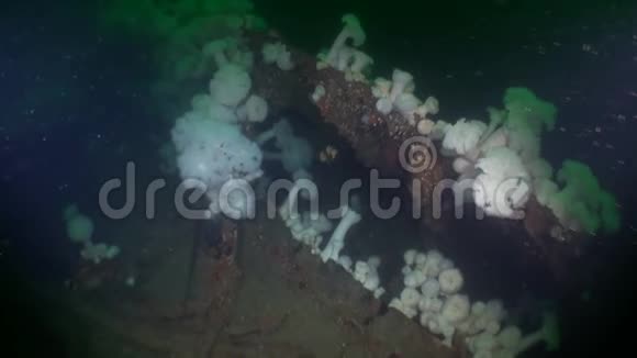 阿拉斯加海洋海底的垃圾视频的预览图