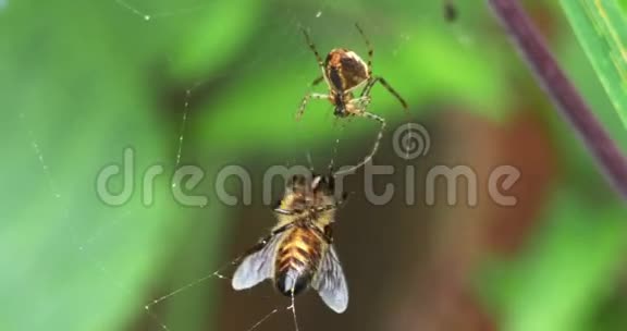 欧洲蜜蜜蜂意大利蜜蜂被困在蜘蛛网丝上的成年人诺曼底视频的预览图