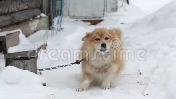 在冬天的花园里在雪地上放着一条狗视频的预览图