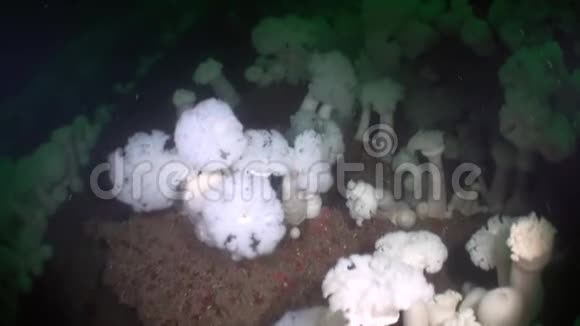 阿拉斯加海洋海底的垃圾视频的预览图