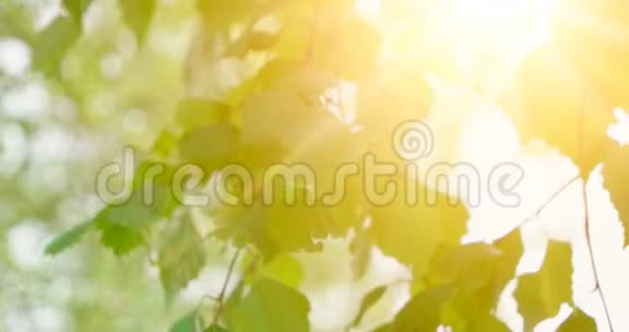 白桦树的嫩叶在白天的阳光面前在阳光明媚的日子里桦树的叶子闪烁着阳光有机或生态概念视频的预览图