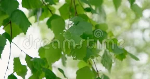 自然背景有桦树枝和年轻明亮的叶子在白天的太阳面前视频的预览图