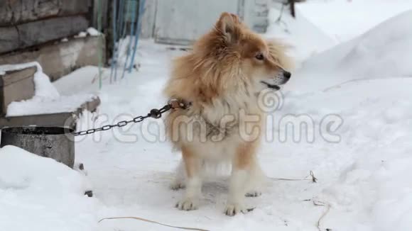 在冬天的花园里在雪地上放着一条狗视频的预览图