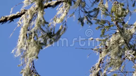 树上挂着的苔藓视频的预览图