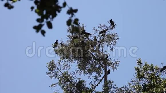 树顶上的乌鸦视频的预览图