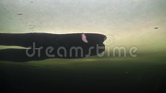独特的海魔在白海的冰下游视频的预览图