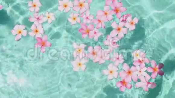 佛兰吉帕尼花漂浮在清澈的蓝色水中带有复制空间视频的预览图