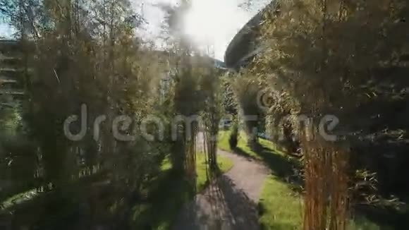 沿着现代建筑附近刚种植的竹子穿过公园视频的预览图