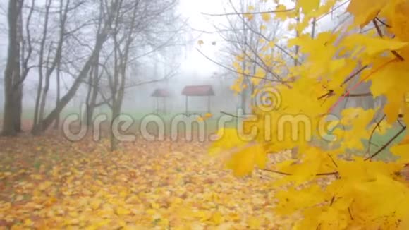 秋天的公园笼罩在浓雾中视频的预览图