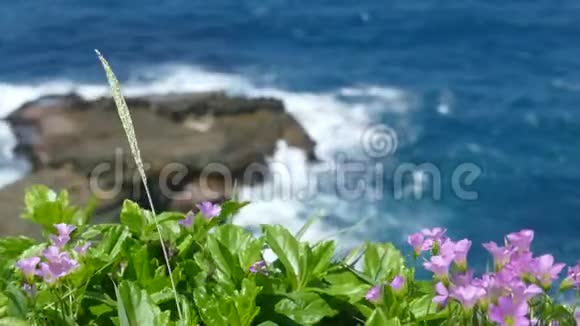 美丽的海滩深蓝的水和浅蓝的天空美丽的花朵视频的预览图
