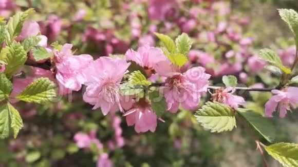 粉红色的樱花视频的预览图