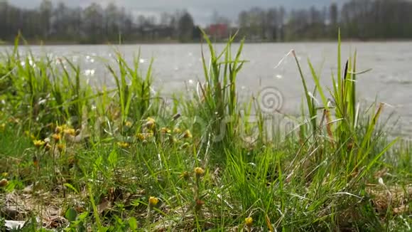 湖岸带着甘美的草等植物随风摆动视频的预览图