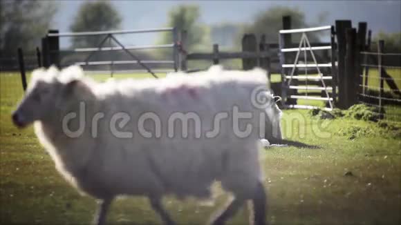 羊和羊肉在英语领域视频的预览图