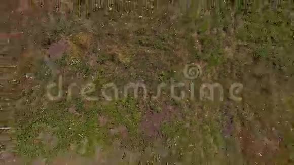 松树在山上拔地而起视频的预览图