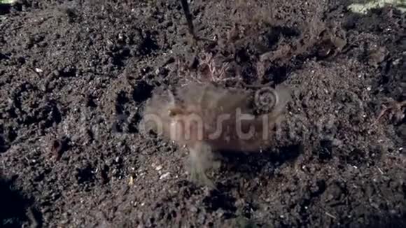扎鲁海沙上的莱西蝎子鱼视频的预览图