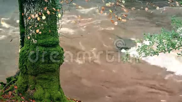 河边的苔藓树树干视频的预览图