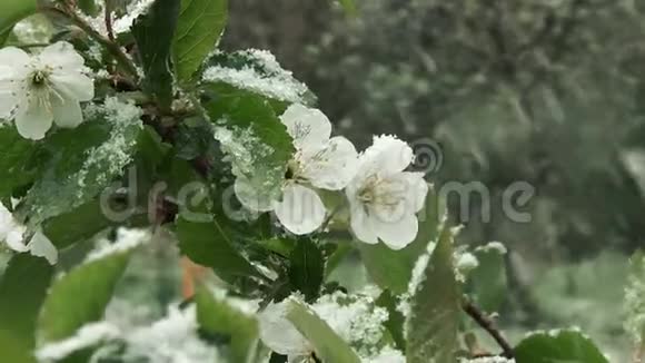 雪是春天潮湿的雪落在绿叶和鲜花上视频的预览图