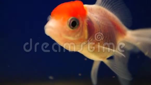 美丽的奥朗金鱼黄色红色的头视频的预览图