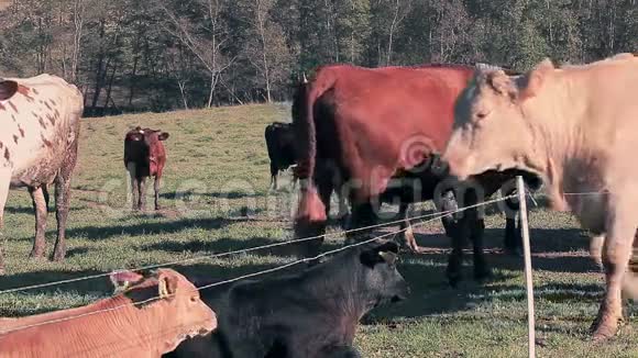 草地上放牧的牛群视频的预览图