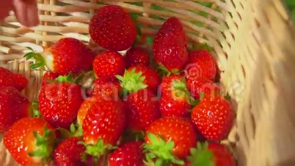 新鲜草莓放在篮子里视频的预览图