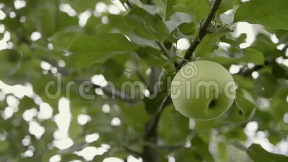 树枝上的绿苹果视频的预览图