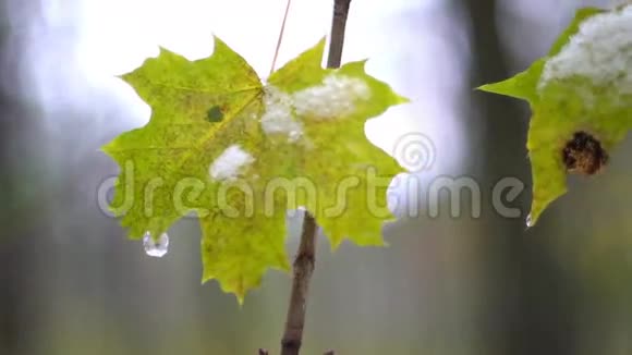 秋天树枝上最后一片黄叶视频的预览图