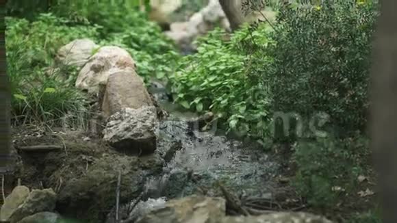 森林小溪沿着石头绿草和树木流淌视频的预览图